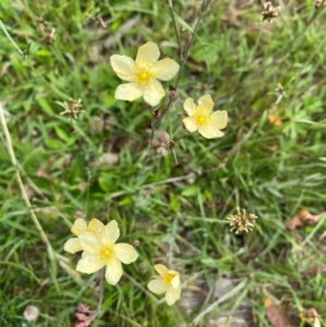 Hypericum gramineum at Namadgi National Park - 23 Jan 2024