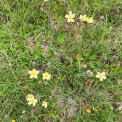 Hypericum gramineum at Namadgi National Park - 23 Jan 2024