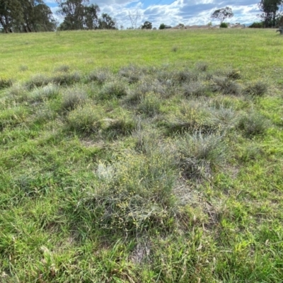 Calocephalus citreus (Lemon Beauty Heads) at Dunlop Grasslands - 5 Jan 2024 by mcosgrove