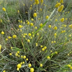 Calocephalus citreus at Dunlop Grasslands - 5 Jan 2024