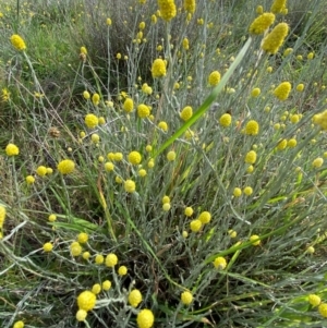 Calocephalus citreus at Dunlop Grasslands - 5 Jan 2024