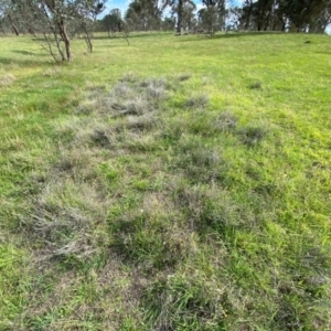 Calocephalus citreus at Dunlop Grasslands - 5 Jan 2024