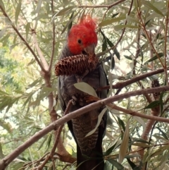 Callocephalon fimbriatum (identifiable birds) (Gang-gang Cockatoo (named birds)) at Cook, ACT - 20 Jan 2024 by CathB