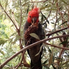 Callocephalon fimbriatum (identifiable birds) at Cook, ACT - 20 Jan 2024