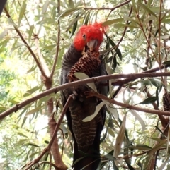 Callocephalon fimbriatum (identifiable birds) at Cook, ACT - 20 Jan 2024