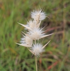 Rytidosperma sp. (Wallaby Grass) at The Pinnacle - 22 Jan 2024 by sangio7