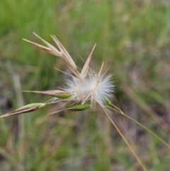 Rytidosperma sp. at The Pinnacle - 23 Jan 2024 08:36 AM