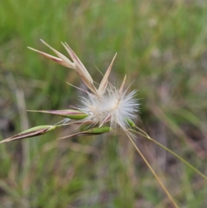 Rytidosperma sp. at The Pinnacle - 23 Jan 2024 08:36 AM