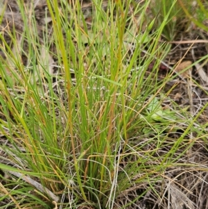 Rytidosperma (genus) at The Pinnacle - 23 Jan 2024 08:36 AM