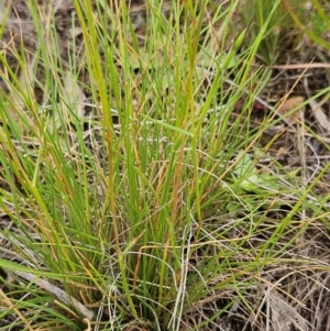 Rytidosperma sp. at The Pinnacle - 23 Jan 2024