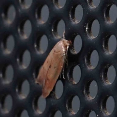 Philobota (genus) (Unidentified Philobota genus moths) at Turner, ACT - 21 Jan 2024 by ConBoekel