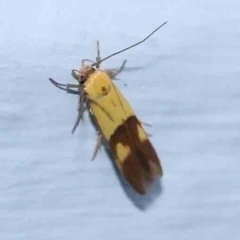 Stathmopoda crocophanes (Yellow Stathmopoda Moth) at Turner, ACT - 21 Jan 2024 by ConBoekel