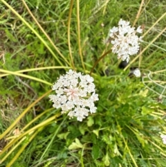 Trachymene humilis subsp. humilis at Namadgi National Park - 23 Jan 2024