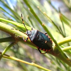 Notius depressus at Mount Painter - 18 Jan 2024