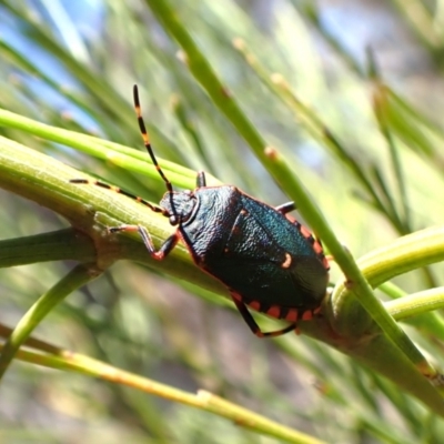 Notius depressus (Shield bug) at Mount Painter - 18 Jan 2024 by CathB
