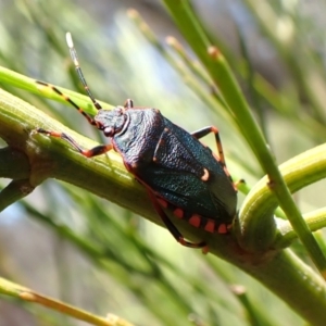 Notius depressus at Mount Painter - 18 Jan 2024