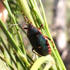 Notius depressus at Mount Painter - 18 Jan 2024