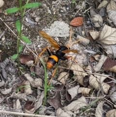 Cryptocheilus sp. (genus) (Spider wasp) at Tharwa, ACT - 24 Jan 2024 by WalterEgo