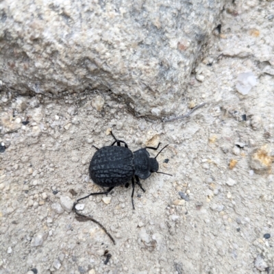 Nyctozoilus deyrolli (Darkling beetle) at Namadgi National Park - 24 Jan 2024 by WalterEgo