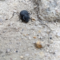 Nyctozoilus deyrolli at Namadgi National Park - 24 Jan 2024 02:36 PM