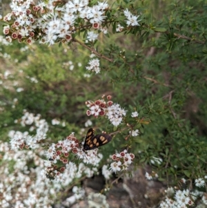 Amata (genus) at Tidbinbilla Nature Reserve - 22 Jan 2024 11:13 AM