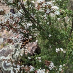 Amata (genus) at Tidbinbilla Nature Reserve - 22 Jan 2024 11:13 AM