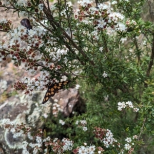 Amata (genus) at Tidbinbilla Nature Reserve - 22 Jan 2024 11:13 AM