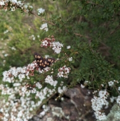 Amata (genus) at Tidbinbilla Nature Reserve - 22 Jan 2024 11:13 AM