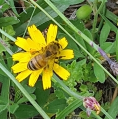 Apis mellifera (European honey bee) at Little Taylor Grassland (LTG) - 20 Jan 2024 by galah681