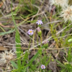 Vittadinia muelleri (Narrow-leafed New Holland Daisy) at Whitlam, ACT - 22 Jan 2024 by sangio7