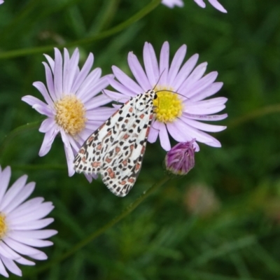 Utetheisa pulchelloides (Heliotrope Moth) at Hall, ACT - 24 Jan 2024 by Anna123