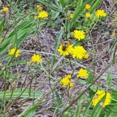 Apiformes (informal group) (Unidentified bee) at Little Taylor Grasslands - 19 Jan 2024 by galah681