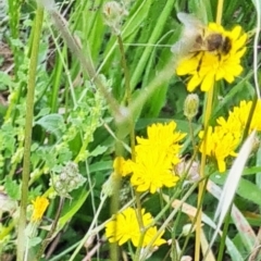 Apiformes (informal group) at Little Taylor Grassland (LTG) - 20 Jan 2024 10:27 AM