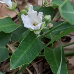 Araujia sericifera at Undefined Area - 24 Jan 2024 04:32 PM