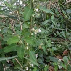 Araujia sericifera at Undefined Area - 24 Jan 2024 04:32 PM