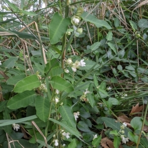 Araujia sericifera at Undefined Area - 24 Jan 2024 04:32 PM