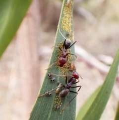 Iridomyrmex purpureus (Meat Ant) at Aranda Bushland - 5 Jan 2024 by CathB