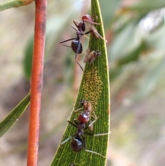 Iridomyrmex purpureus at Aranda Bushland - 5 Jan 2024