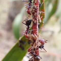 Iridomyrmex purpureus at Aranda Bushland - 5 Jan 2024