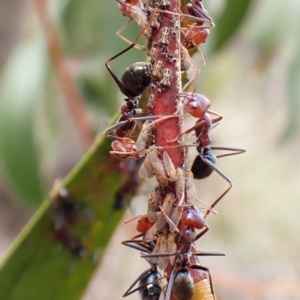 Iridomyrmex purpureus at Aranda Bushland - 5 Jan 2024