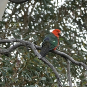 Alisterus scapularis at Hall, ACT - 24 Jan 2024