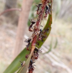 Acizzia sp. (genus) at Aranda Bushland - 5 Jan 2024