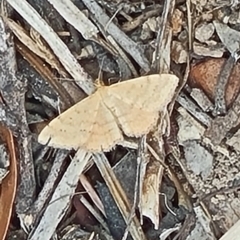 Scopula rubraria (Reddish Wave, Plantain Moth) at Little Taylor Grasslands - 20 Jan 2024 by galah681