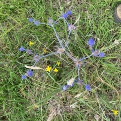 Eryngium ovinum (Blue Devil) at Dunlop Grassland (DGE) - 5 Jan 2024 by mcosgrove