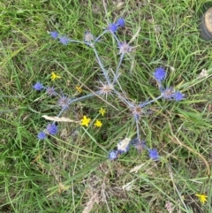 Eryngium ovinum (Blue Devil) at Fraser, ACT - 5 Jan 2024 by mcosgrove