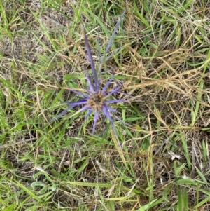 Eryngium ovinum at Dunlop Grassland (DGE) - 5 Jan 2024