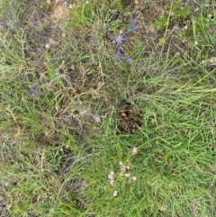 Eryngium ovinum at Dunlop Grassland (DGE) - 5 Jan 2024 03:54 PM