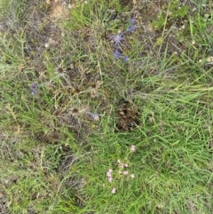 Eryngium ovinum at Dunlop Grassland (DGE) - 5 Jan 2024