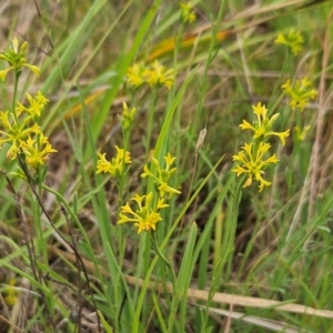 Pimelea curviflora var. sericea at The Pinnacle - 23 Jan 2024