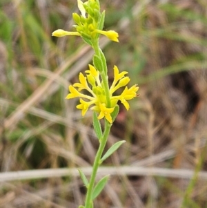 Pimelea curviflora var. sericea at The Pinnacle - 23 Jan 2024 10:21 AM